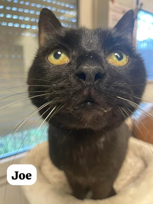 Foto von Kater Joe: schwarzer Kater mit gelben Augen, nah von unten fotografiert