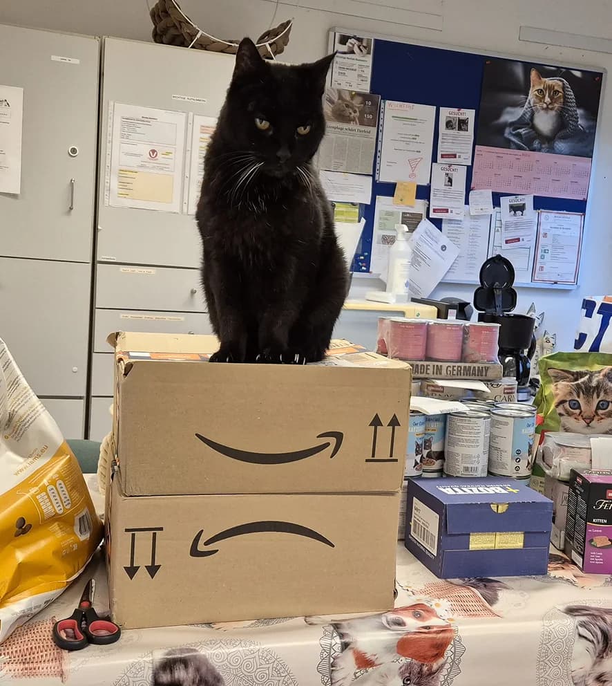 Foto von Kater Joe, der im Vereinsbüro auf Paketkartons sitzt, dahinter Pinnwand und Futterdosen